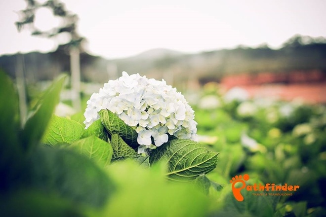  Cẩm tú cầu là loài hoa nổi tiếng ở Đà Lạt, được trồng ở nhiều nơi trong trung tâm và ngoại ô. Cánh đồng hoa lớn, nở rộ như nơi này ban đầu không dành cho khách du lịch, khi nhiều người tìm đến tham quan thì trở thành điểm đến đông khách. Ảnh: Pathfinder.