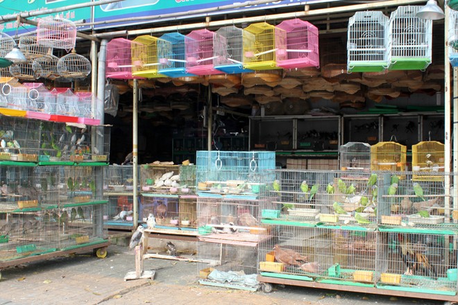 Hàng trăm loại chim cảnh được bày bán ở đây. 