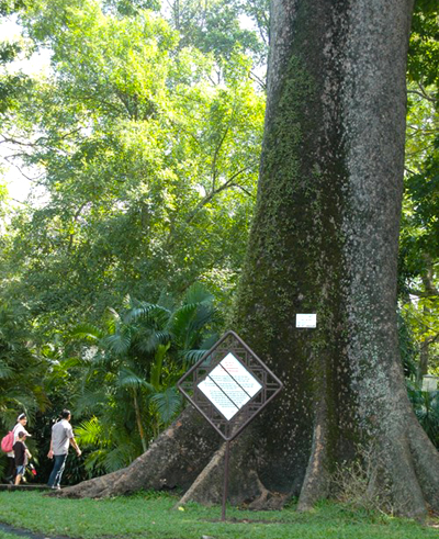  Cây sọ khỉ lớn nhất thảo cầm viên được trồng năm 1865 với mã số 1552 cao hơn 40 m, đường kính thân gần 4 m. Ảnh: TP