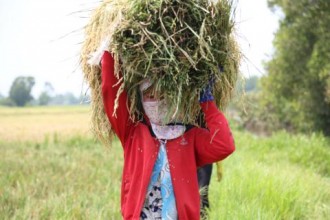 Đi Sài Gòn gặt lúa mướn 8