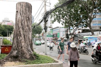 Nhiều cổ thụ ở Sài Gòn chết bất thường 2