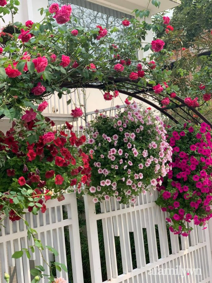 Người đàn ông dành cả bốn mùa phủ kín hoa rực rỡ quanh nhà ở Hà Nội - Ảnh 1.