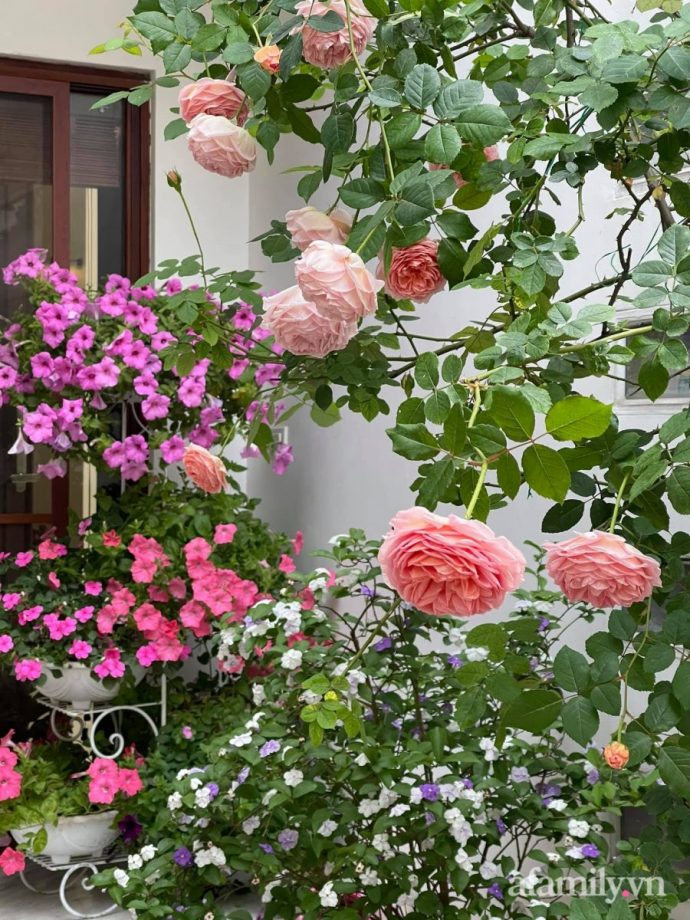 Người đàn ông dành cả bốn mùa phủ kín hoa rực rỡ quanh nhà ở Hà Nội - Ảnh 11.