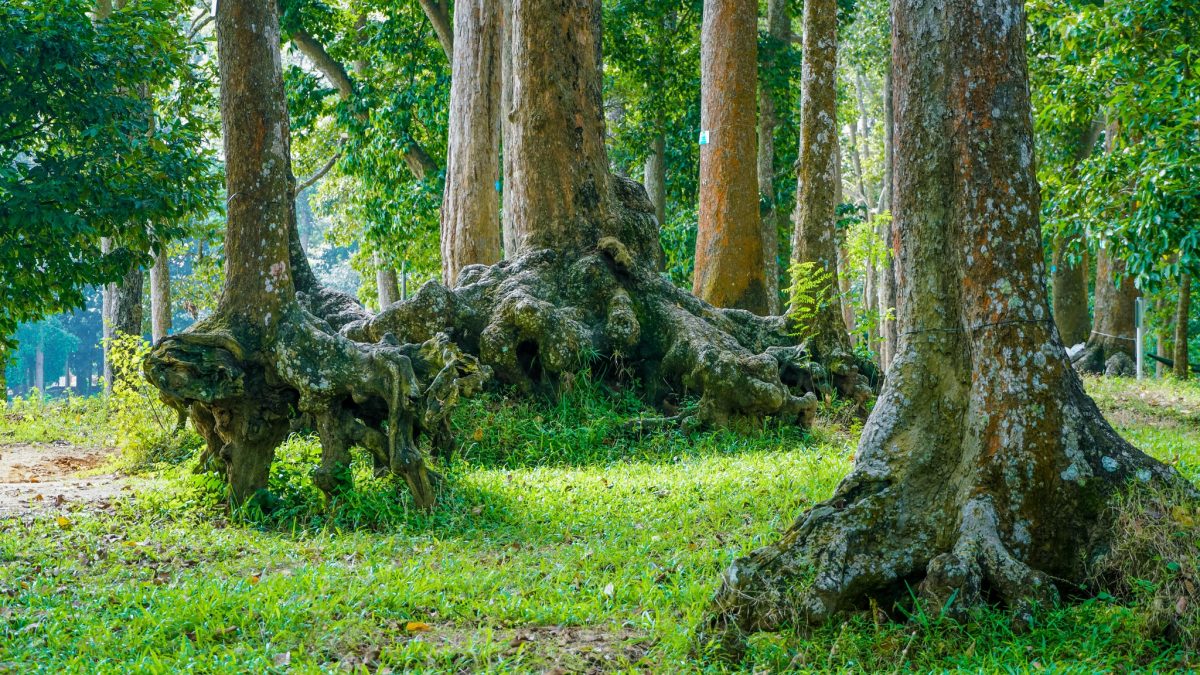 Độc nhất miền Tây: Khu rừng cổ thụ với bộ rễ khổng lồ, hình thù kỳ dị - ảnh 8