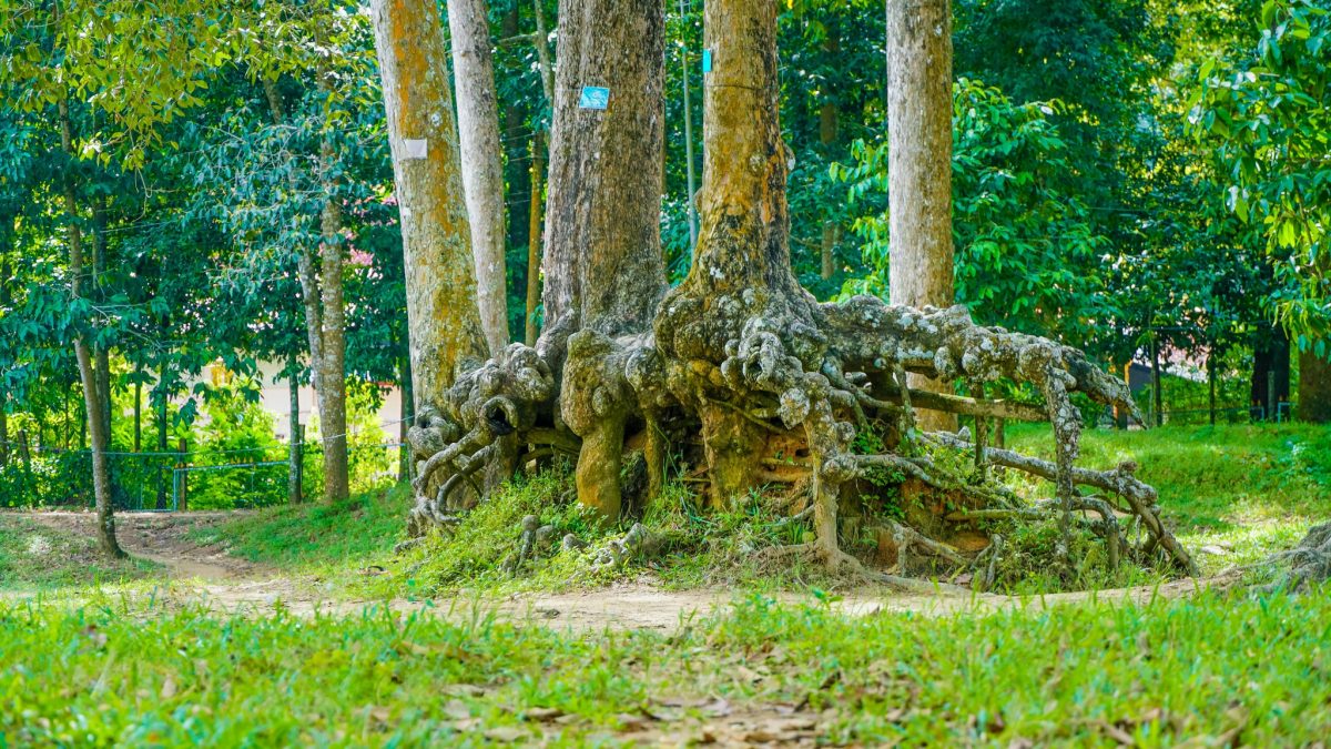 Độc nhất miền Tây: Khu rừng cổ thụ với bộ rễ khổng lồ, hình thù kỳ dị - ảnh 9