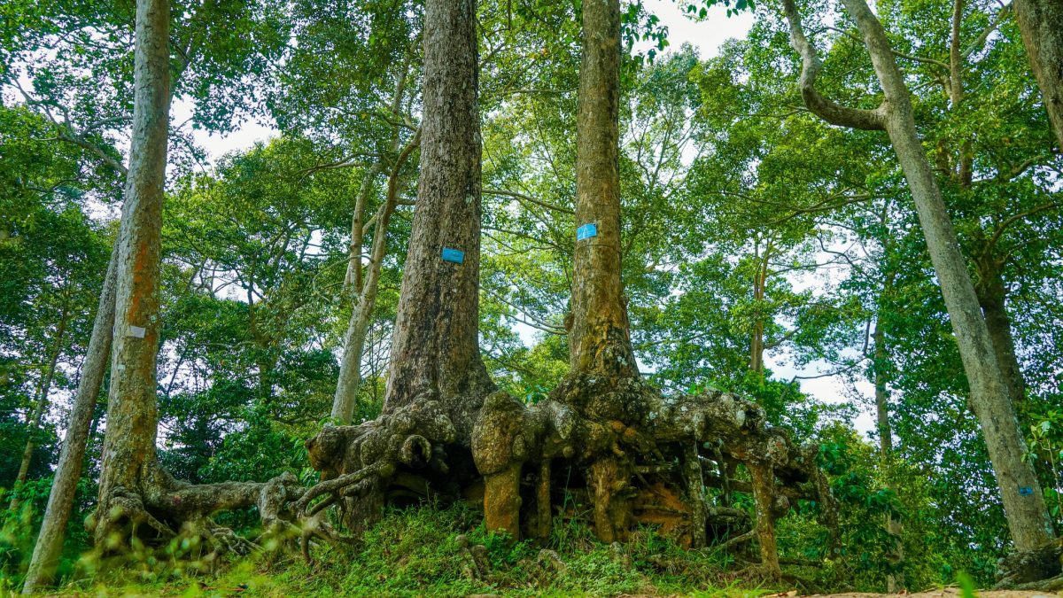 Độc nhất miền Tây: Khu rừng cổ thụ với bộ rễ khổng lồ, hình thù kỳ dị - ảnh 11