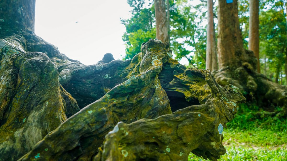 Độc nhất miền Tây: Khu rừng cổ thụ với bộ rễ khổng lồ, hình thù kỳ dị - ảnh 15
