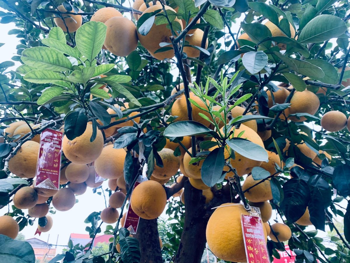 Cận cảnh cây bưởi bonsai 90 triệu đồng ở Hưng Yên - ảnh 2