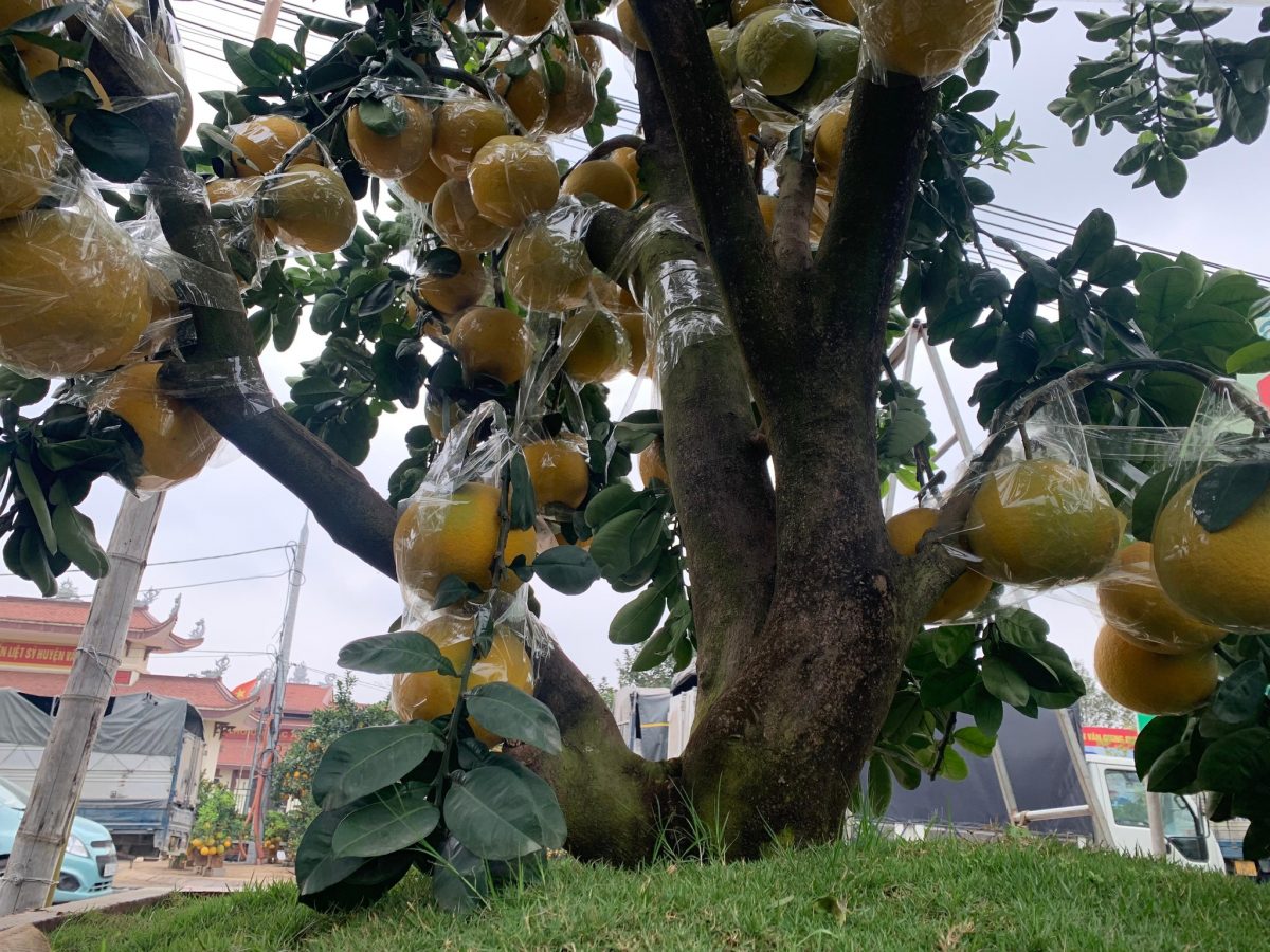 Cận cảnh cây bưởi bonsai 90 triệu đồng ở Hưng Yên - ảnh 4