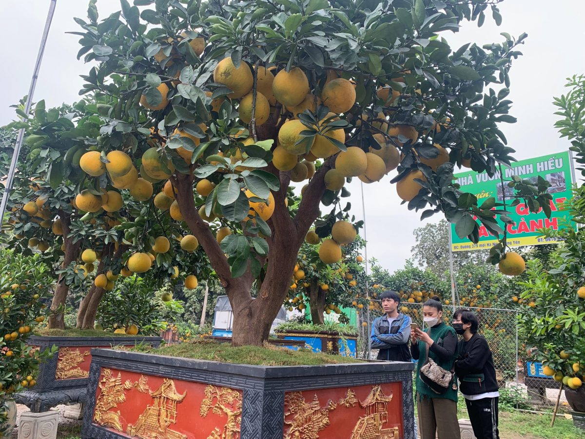 Cận cảnh cây bưởi bonsai 90 triệu đồng ở Hưng Yên - ảnh 7